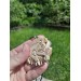 Hand-carved Boar amulet with Algiz rune.