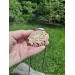 Hand-carved Boar amulet with Algiz rune.