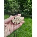 Boar pendant - Viking, Celtic jewelry.