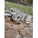 Hand-carved Wolf paw amulet – helm of awe & algiz rune