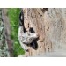 Moose antler Thor's Hammer amulet with Celtic Knot & Wolf