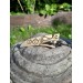 Norse Viking Dragon antler amulet, pendant