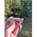 Norse Viking Dragon antler amulet, pendant