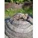 Norse Viking Dragon antler amulet, pendant