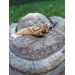 Hand-carved moose antler Dragon head with Algiz rune