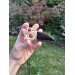 Hand-carved moose antler & buffalo horn Dragon pendant