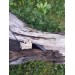 Moose antler & buffalo horn Dragon amulet for protection