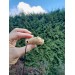 Hand-carved Viking bear amulet with Algiz rune
