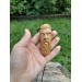 Unique Allfather God Odin pendant . Moose antlers hand-carved 