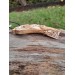 Unique Allfather God Odin pendant . Moose antlers hand-carved 
