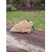 Viking style Dragon protection pendant. Moose antlers hand-carved
