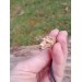 Small hand-carved Viking bear amulet with Algiz and Dagaz runes. Norse jewelry